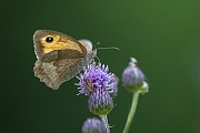 The Creeping thistle is an important food plant not only for the Meadow Brown shown here  -  (Photo Meadow Brown female)