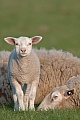 Hausschaf, die Wolle ist die weltweit am haeufigsten genutzte Tiertextilie - (Foto Lamm und Muttertier), Ovis gmelini aries, Domestic Sheep wool is the most used animal fiber - (Photo lamb and ewe)