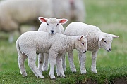 Hausschaf, die Wolle der Tiere, ist die weltweit am haeufigsten genutzte Tierfaser  -  (Foto Laemmer an der Nordseekueste), Ovis gmelini aries, Domestic Sheep, the wool is the most widely used animal fiber  -  (Photo Domestic Sheep lambs at the North Sea coast)