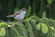 Ein Haussperling Maennchen steht entspannt auf einem Fichtenzweig, Passer domesticus, A male House Sparrow stands relaxed on a spruce branch