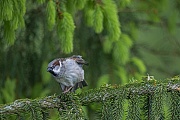 Entspannt streckt das Haussperling Maennchen die Fluegel, Passer domesticus, The male House Sparrow stretches its wings
