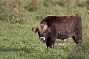 Heckrind - (Bullenkalb) - (Auerochse - Rueckzuechtung), Bos taurus primigenius, Heck Cattle - (Calf) - (Aurochs - breed back)