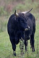 Heckrind - (Bulle) - (Auerochse - Rueckzuechtung), Bos primigenius, Heck Cattle - (Bull) - (Aurochs - breed back)