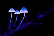 Rosablaettrige Helmlinge mit einer UV-Licht Taschenlampe angeleuchtet, Mycena galericulata, Common Bonnets illuminated with a UV light flashlight