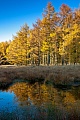 Laerchenwald mit Spiegelung im Herbst am Rand eines Moores, Lohfiert  -  Schleswig-Holstein, Larch forest with reflection in autumn