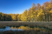 Laerchenwald mit Spiegelbild im Herbst am Rand eines Moores, Lohfiert  -  Schleswig-Holstein, Larch forest with reflection in autumn