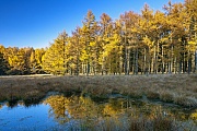 Laerchenwald mit Spiegelbild im Herbst am Rand eines Moores, Lohfiert  -  Schleswig-Holstein, Larch forest with reflection in autumn