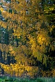 Laerchenwald im Herbst am Rand eines Moores, Lohfiert  -  Schleswig-Holstein, Larch forest in autumn