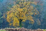 Rotbuche im Herbst, Fischteiche Waldhuetten  -  Schleswig-Holstein, Common Beech in fall