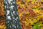 Birkenstamm zwischen herbstlich verfaerbtem Buchenlaub, Fischteiche Waldhuetten  -  Schleswig-Holstein, Birch trunk between beech leaves in fall