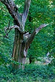 Abgestorbene alte Baeume sind ein trauriger und zugleich faszinierender Anblick  -  (Sommereiche - Deutsche Eiche), Naturpark Westensee  -  Schleswig-Holstein, Dead old trees are a sad and at the same time fascinating sight  -  (Pedunculate Oak - French Oak)