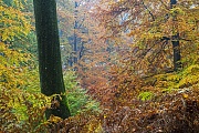 Rotbuchenwald im Herbst, Naturpark Westensee  -  Schleswig-Holstein, Common Beech forest in fall