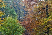 Rotbuchenwald im Herbst, Naturpark Westensee  -  Schleswig-Holstein, Common Beech forest in fall