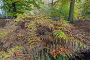 Rotbuchenwald und Adlerfarn im Herbst, Naturpark Westensee  -  Schleswig-Holstein, Common Beech forest and Bracken Fern in autumn