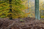 Rotbuchenwald und Adlerfarn im Herbst, Naturpark Westensee  -  Schleswig-Holstein, Common Beech forest and Bracken Fern in autumn