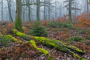 Nebel in einem Stieleichen- und Rotbuchenmischwald mit Jungfichten im Spaetherbst