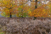 Das bunte Herbstlaub der Rotbuchen bildet eine schoenen Kontrast zum Braun des Adlerfarn, Naturpark Westensee  -  Schleswig-Holstein, The colourful autumn leaves of the Common Beeches form a beautiful contrast to the brown of the Bracken