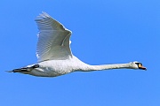 Hoeckerschwan ist der Nationalvogel Daenemarks  -  (Foto Hoeckerschwan Maennchen im Flug)