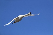 Flugfoto vom Hoeckerschwan, Cygnus olor, Flight photo of Mute Swan