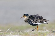 Ruff, the male is much larger than the female, the female is called The Reeve  -  (Photo Ruff male in breeding plumage at the North Sea coast)