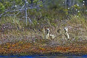 Kanadagans, das Weibchen legt 2 - 9 Eier, in der Regel sind es 5 Eier  -  (Foto Kanadagans Jungvoegel in einem schwedischen Moor), Branta canadensis, Canada Goose, the female lays 2 to 9 eggs with an average of 5  -  (Photo Canada Goose goslings in a swedish bog)