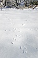 Kaninchenspuren im Schnee, Oryctolagus cuniculus, Rabbit tracks in snow - Rabbit spoor - Rabbit footprint - Rabbit trail