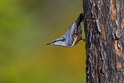 Kleiber, die Jungvoegel werden ueberwiegend mit Insekten gefuettert  -  (Spechtmeise - Foto Kleiber Altvogel), Sitta europaea, Eurasian Nuthatch, the young are fed mainly with insects  -  (Nuthatch - Photo Eurasian Nuthatch adult)