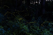 Mit einer Langzeitbelichtung werden die Flugwege der maennlichen Gemeinen Gluehwuermchen sichtbar  -  (Kleiner Leuchtkaefer - Foto Gemeine Gluehwuermchen in einer warmen Juninacht), Lamprohiza splendidula, With a bulb exposure the flight paths of the male fireflies become visible  -  (Glowworm - Photo Fireflies in a June night)
