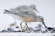 Mit scharfem Blick sucht der Knutt gezielt am Spuelsaum nach Nahrung, Calidris canutus, With sharp eyes, the Red Knot searches selectively for food at the wash margin