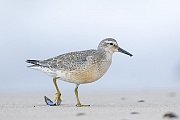 Ein Knutt im Uebergangskleid Sommer-Winter sucht am Strand nach Nahrung, Calidris canutus, A Red Knot in the transition plumage summer-winter searches for food on a beach