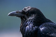 Kolkraben haben weltweit das groesste Verbreitungsgebiet aller Rabenvoegel  -  (Rabe - Foto Kolkrabe Portraetfoto), Corvus corax, Common Raven is the most widely distributed of all corvids  -  (Northern Raven - Photo Common Raven portrait)