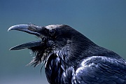 Kolkrabe ist der zweitgroesste Rabenvogel auf der Welt  -  (Rabe - Foto Kolkrabe in den Kanadischen Rocky Mountains), Corvus corax, Common Raven is one of the two largest corvids  -  (Northern Raven - Photo Common Raven in the Canadian Rocky Mountains)