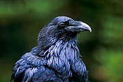 Kolkraben erreichen eine Fluegelspannweite von 115 - 130 cm  -  (Rabe - Foto Kolkrabe am Lake Louise in Kanada), Corvus corax, Common Raven has a wingspan from 115 to 130 cm  -  (Northern Raven - Photo Common Raven at Lake Louise in Canada)