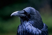 Kolkrabe, die Geschlechter koennen anhand des Gefieders nicht unterschieden werden  -  (Rabe - Foto Kolkrabe in Kanada), Corvus corax, Common Raven, the plumage of both sexes look identical  -  (Northern Raven - Photo Common Raven in Canada)