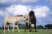 Konik - Begegnung zwischen Hengstfohlen und Hengst - (Waldtarpan - Rueckzuechtung), Equus ferus caballus - Equus ferus ferus, Heck Horse social behaviour between stallion and colt - (Tarpan - breeding back)
