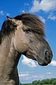 Konik - Hengstportraet gegen den blauen Himmel - (Waldtarpan - Rueckzuechtung), Equus ferus caballus - Equus ferus ferus, Heck Horse portrait of a stallion - (Tarpan - breeding back)
