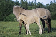 Konik - Hengstfohlen steht neben der Stute - (Waldtarpan - Rueckzuechtung), Equus ferus caballus - Equus ferus ferus, Heck Horse colt stands next to the mare - (Tarpan - breeding back)