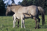 Konik - Stute saeugt Hengstfohlen auf einer Wiese - (Waldtarpan - Rueckzuechtung), Equus ferus caballus - Equus ferus ferus, Heck Horse mare lactates colt - (Tarpan - breeding back)