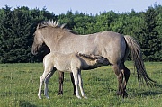 Konik - Stute saeugt Hengstfohlen auf einer Wiese - (Waldtarpan - Rueckzuechtung), Equus ferus caballus - Equus ferus ferus, Heck Horse mare lactates colt - (Tarpan - breeding back)