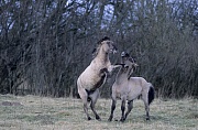 Konik - Hengste streiten sich um die Rangordnung - (Waldtarpan - Rueckzuechtung), Equus ferus caballus - Equus ferus ferus, Heck Horse stallions wrangle for hierachy - (Tarpan - breeding back)