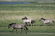 Konik - Hengste und Stuten wechseln durch ein Salzwiesengebiet - (Waldtarpan - Rueckzuechtung), Equus ferus caballus - Equus ferus ferus, Heck Horse stallions and mares cross a salt marsh area - (Tarpan - breeding back)