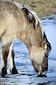Konik - Hengstfohlen trinkt Wasser an einem Bach - (Waldtarpan - Rueckzuechtung), Equus ferus caballus - Equus ferus ferus, Heck Horse colt drinks water in a stream - (Tarpan - breeding back)