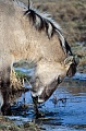 Konik - Hengstfohlen frisst Wasserpflanzen an einem Bach - (Waldtarpan - Rueckzuechtung), Equus ferus caballus - Equus ferus ferus, Heck Horse colt eats aquatic plants in a stream - (Tarpan - breeding back)