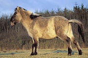 Konik - Hengstfohlen im Licht der Abendsonne - (Waldtarpan - Rueckzuechtung), Equus ferus caballus - Equus ferus ferus, Heck Horse colt in evening light - (Tarpan - breeding back)