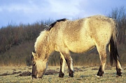 Konik - Fohlen aest auf einer Wiese im Licht der Abendsonne - (Waldtarpan - Rueckzuechtung), Equus ferus caballus - Equus ferus ferus, Heck Horse foal grazes on a meadow in evening light - (Tarpan - breeding back)
