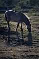 Konik - Hengst aest im Gegenlicht auf einer Magerrasenflaeche - (Waldtarpan - Rueckzuechtung), Equus ferus caballus - Equus ferus ferus, Heck Horse stallion grazes in backlight on a neglected grassland area - (Tarpan - breeding back)