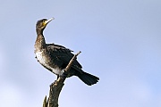 Kormoran, beide Geschlechter sind am Nestbau beteiligt  -  (Kormoran Atlantische Rasse - Foto Kormoran auf einem Ast), Phalacrocorax carbo, Great Cormorant, both sexes build the nest  -  (Large Cormorant - Photo Great Cormorant sits on a branch)