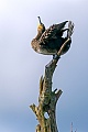 Kormoran, nach einer Brutzeit von 28 - 30 Tagen schluepfen die Jungvoegel  -  (Kormoran Atlantische Rasse - Foto Kormoran auf einem Ast), Phalacrocorax carbo, Great Cormorant, the chicks hatch after 28 to 30 days  -  (Large Cormorant - Photo Great Cormorant sits on a branch)