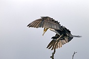 Great Cormorant, in the last decades the population has recovered well  -  (Black Cormorant - Photo Great Cormorant lands on a branch)