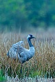 Kraniche galten frueher als Voegel des Gluecks  -  (Grauer Kranich - Foto Kranich im Brutgebiet), Grus grus, Common Crane were once considered birds of fortune  -  (Eurasian Crane - Photo Common Crane in the breeding range)
